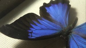 ИЗ МИРА: 214. Papilio ulysses (парусник улисс)