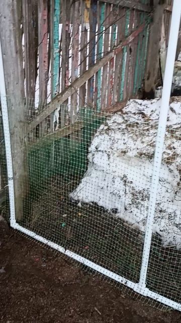 Ограда загона курятника из трубы пп. 32