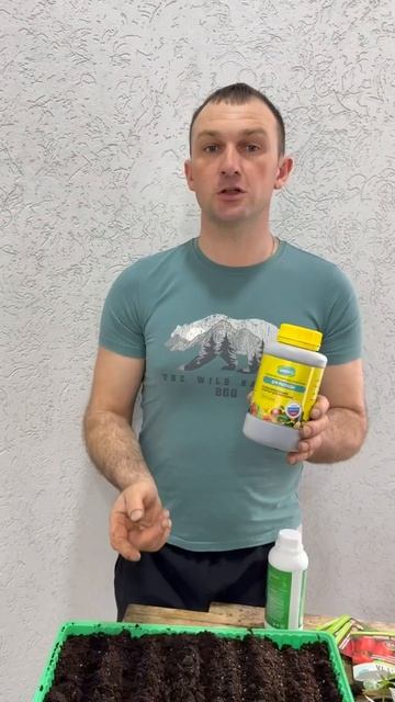 Рассада томатов: посев и уход