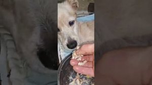 Снежок не пьёт из миски, а пьёт из шприца