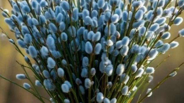 🌸Дорогие друзья! С Вербным воскресеньем Вас!🌿