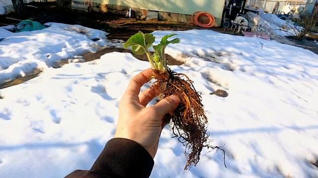 САЖЕНЦЫ ФРИГО   КРЫМСКАЯ 