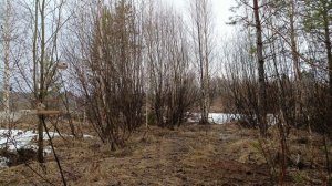 Ловля птиц 4 апреля 2026год