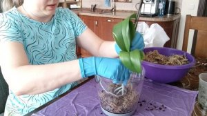 Обед готовится! 👍Пересаживаю Орхидею! Небольшие покупочки для меня🙂❤