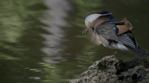 HDR‑вселенная: животные крупным планом