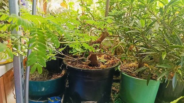 √8 леуцена светлоголовчатая