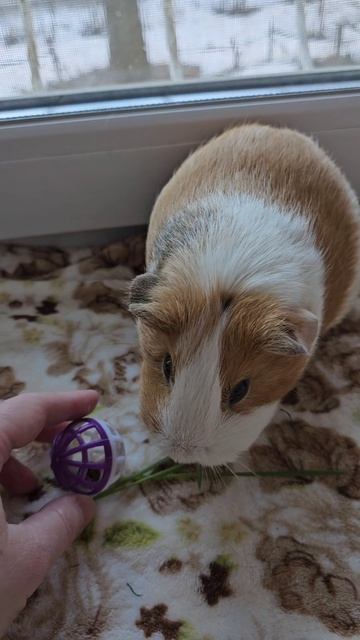 Первый урок свинки Белки по изучению команды 