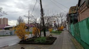 Тигровая лапа. Кошу. Собрала быстро на стол-встречаем детей.