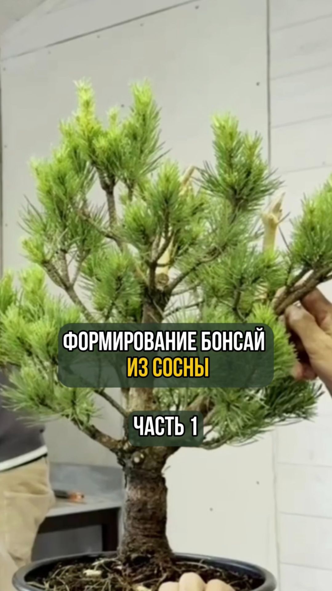 Формирование бонсай из сосны. Часть 1