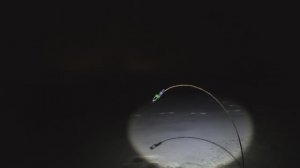 Налим по первому льду. Лиса пришла в гости. Накормили ее от души.