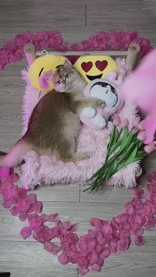 Мося нашла нового друга #кот #кошки