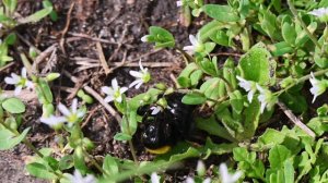 Шмель глинистый