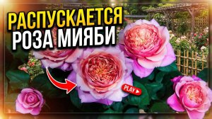 Как распускается роза Мияби - Miyabi (Keiji Kunieda Япония, 2014)