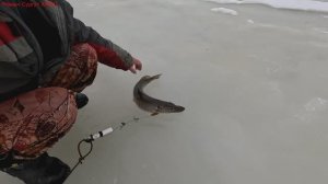 Жерлицы проверка. 44 день. Закрытие.