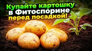 Солнце, Фитоспорин и забота готовим картофель к посадке правильно. 1 серия