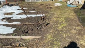 Субботник в деревне. Смешная тачанка. 4 апреля 2025