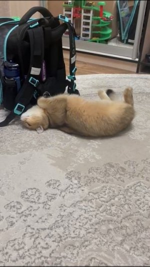 кошки что-то нужно от моего рюкзака