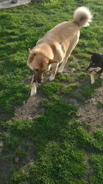 #забавные животные#питомцы#