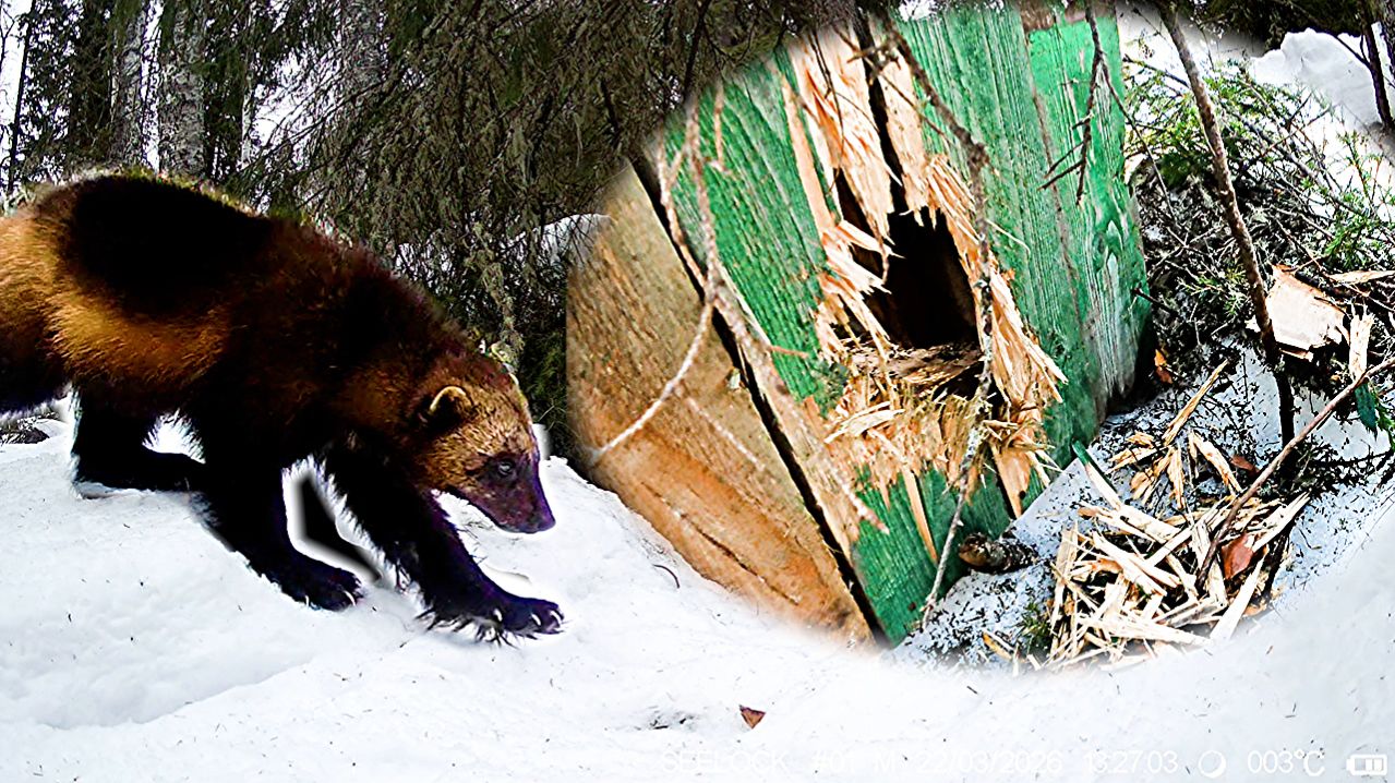 Росомаха  прогрызла доски. Мой снегоход.