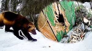 Росомаха  прогрызла доски. Мой снегоход.