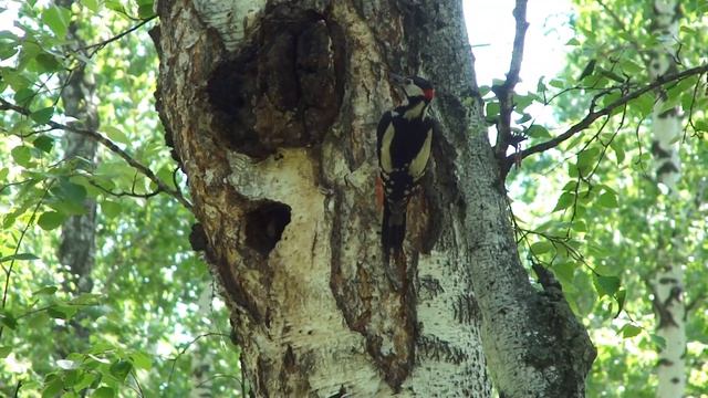 Семейство дятлов