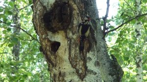 Семейство дятлов