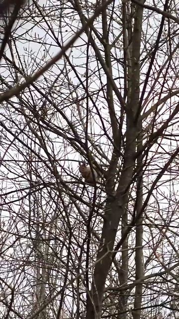 Белка с пушистым хвостом