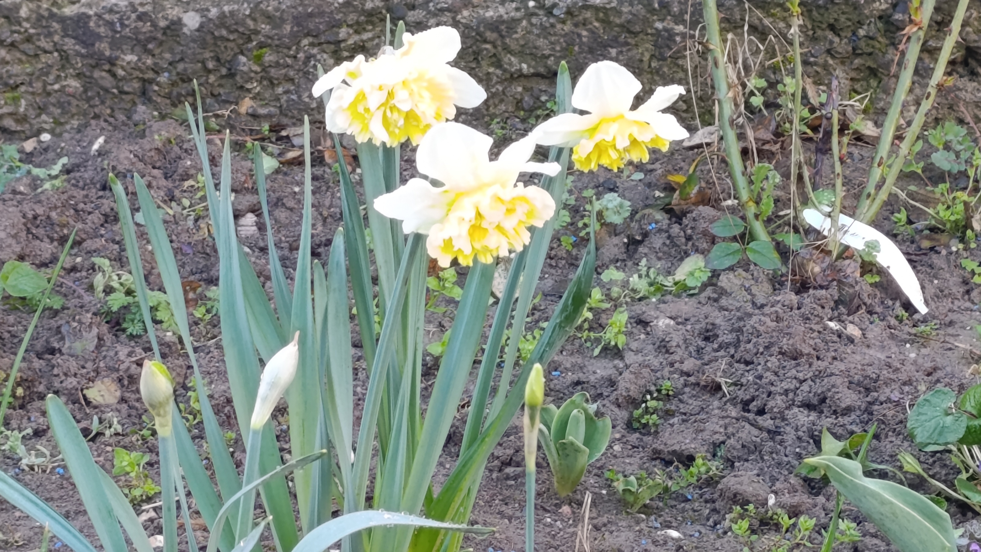 🦉Посадила смородину 💪