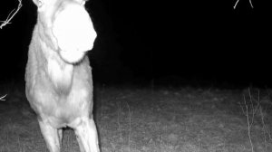 Лось видео фото ловушки.