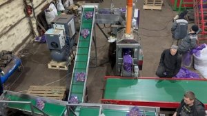 Линия автоматической упаковки картофеля в сетку мешок Рашель 2,5 килограмма.