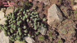 Обзор участка 5.04.26г.