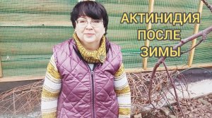 ЧТО СДЕЛАТЬ С АКТИНИДИЕЙ СРАЗУ ПОСЛЕ ЗИМЫ😁05.04.26г