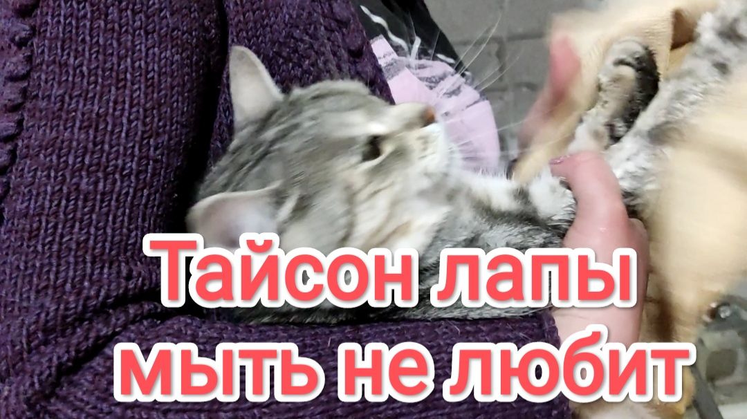 Кот Тайсон лапы мыть не любит