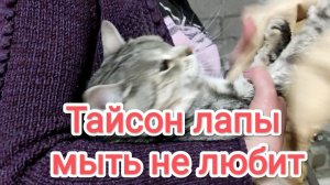 Кот Тайсон лапы мыть не любит