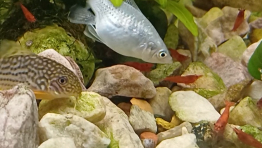 Битва креветок и рыбок за таблетку еды 😄