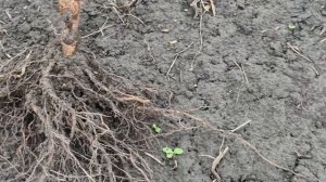 Закладка плодового сада. Вишня. Черешня. Дюк. Пригород Воронежа