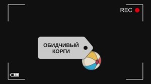 Обидчивый корги