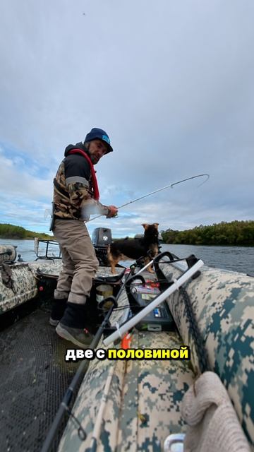 Кижуч на струе. Дуга до предела