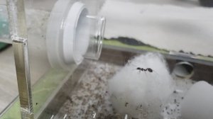 Жизнь муравьёв. 8 серия.