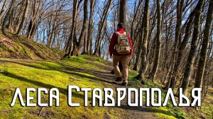 Татарское Городище / Эко тропа вся в первоцветах / Леса Ставрополья