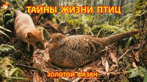 Тайны жизни птиц в природе – Золотой Фазан от яйца до полета