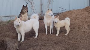 Игры лаек с щенком