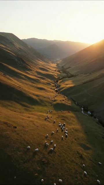 Заслуженный вечер: идиллия пастбищ #природа #пейзаж #овцы