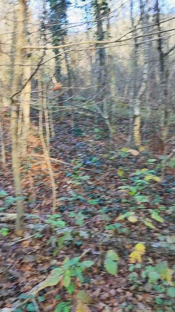 Пшада в декабре #юг #краснодарскийкрай #природа #лес