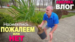 Повезло？ Купили большие пальмы) Готовим двор к весне с находками из потерянных посылок ⧸ Влог США