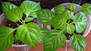 Скручиваются листья и желтеет макушка у ПЕРЦА. Выход прост.