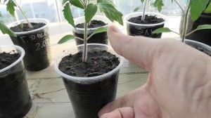 Помидоры 5 апреля