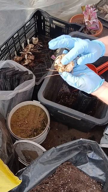 25.03.2026г. наконец-то начала высаживать лилии.