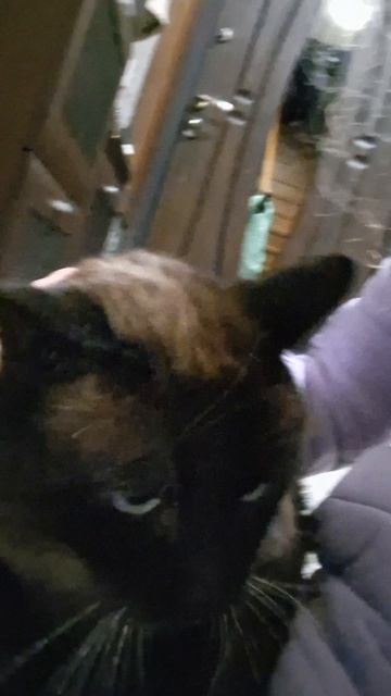 Показиваю кота Томаса