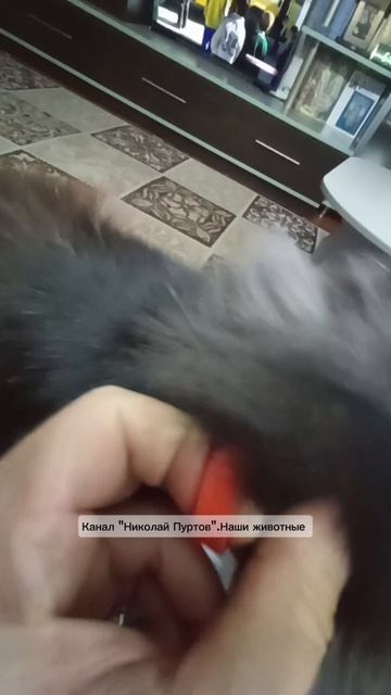 Кошка Мася.Ошейник за 200 от клещей